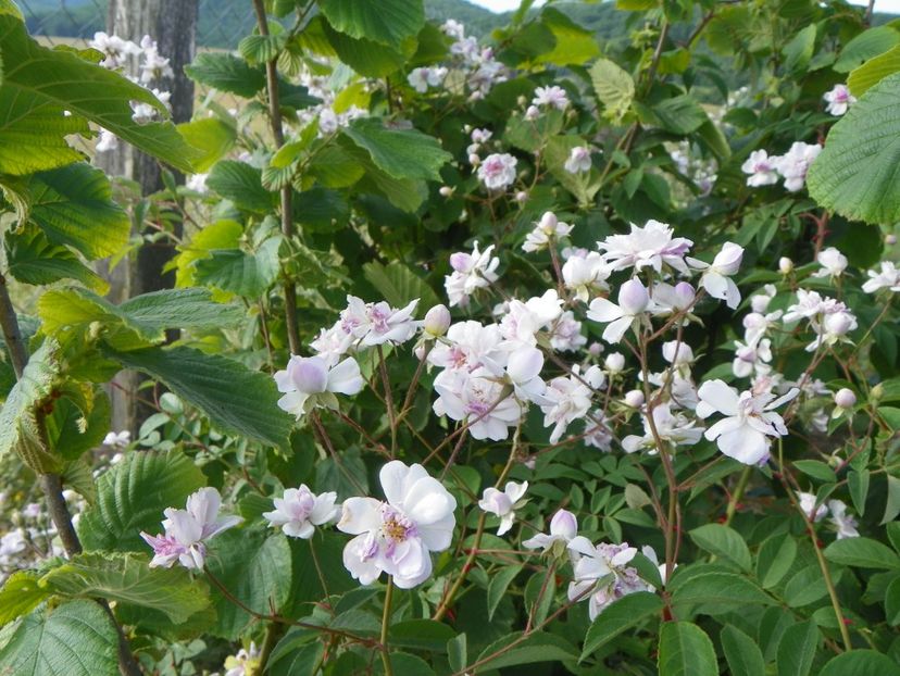 Paul's Himalayan Musk - Trandafiri 2018
