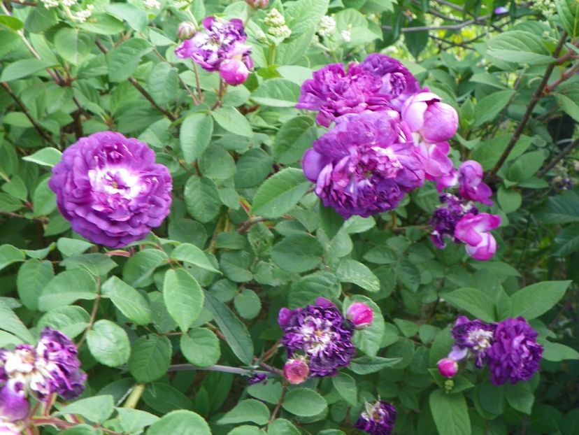 Cardinal de Richelieu - Trandafiri 2018 2