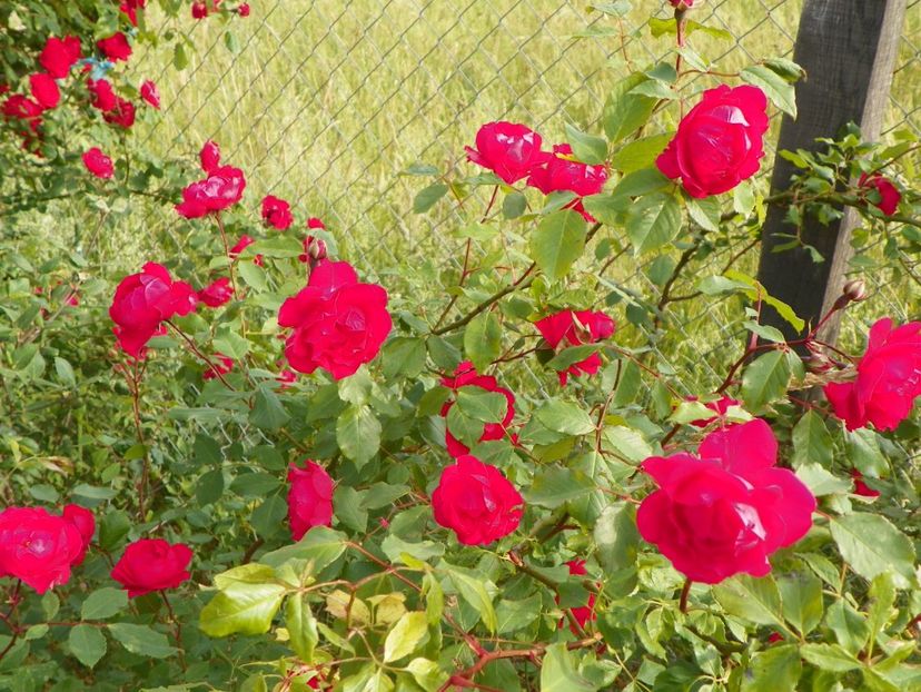 Blaze Superior - Trandafiri 2018 2