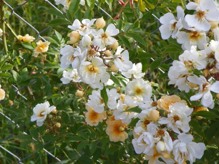 Helenae Semiplena - Trandafiri 2018 2