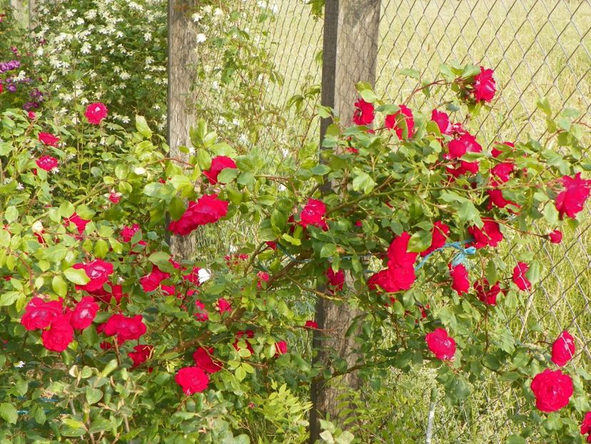 Blaze Superior - Trandafiri 2018 2