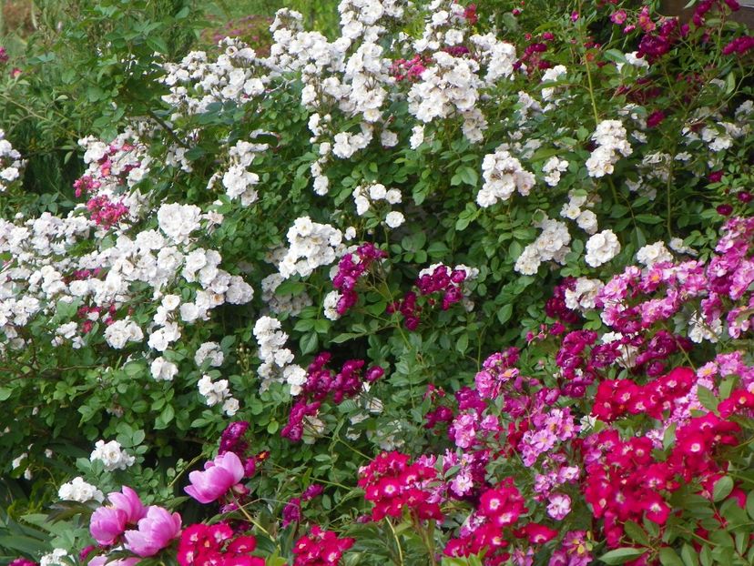 Perennial Blush, Violette, Lavender Dream,Red Ballerina - Trandafiri 2018 2