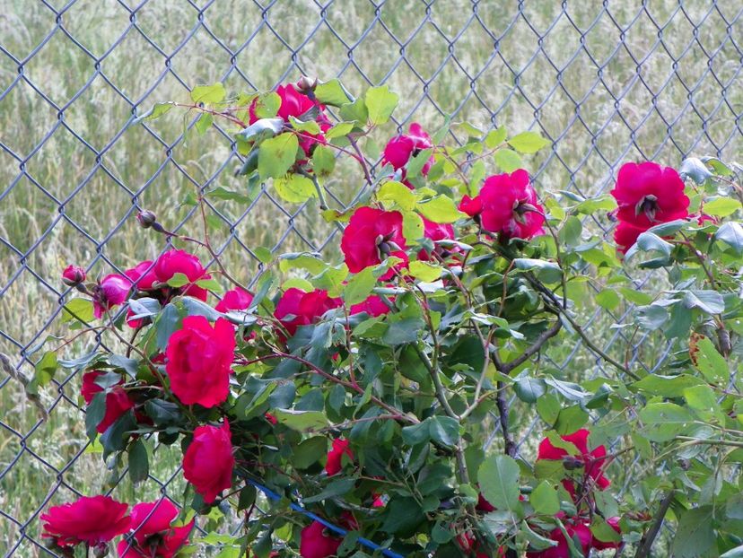 Blaze Superior - Trandafiri 2018 2