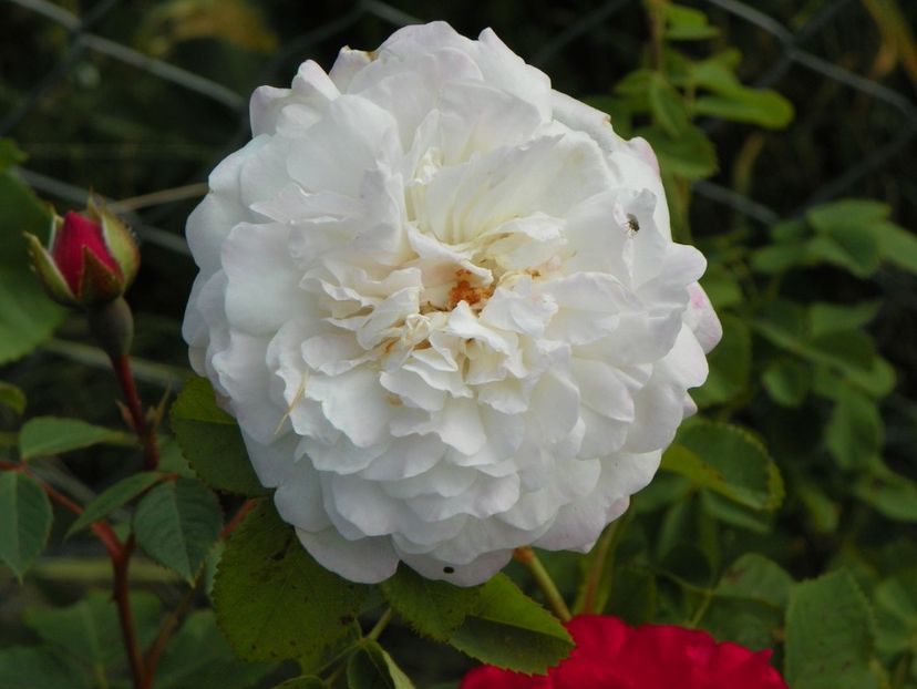 Mme. Plantier - Trandafiri 2018 2