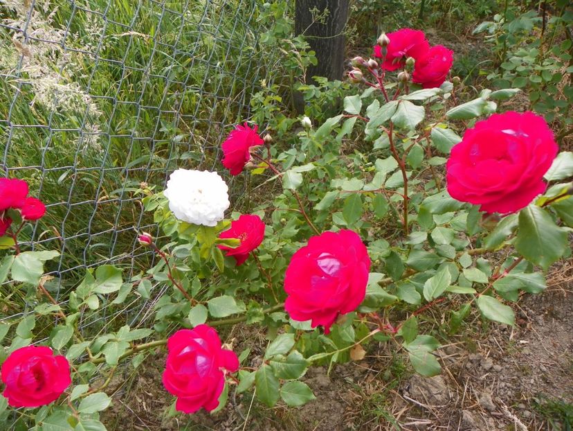 Blaze Superior si Mme. Plantier - Trandafiri 2018 2