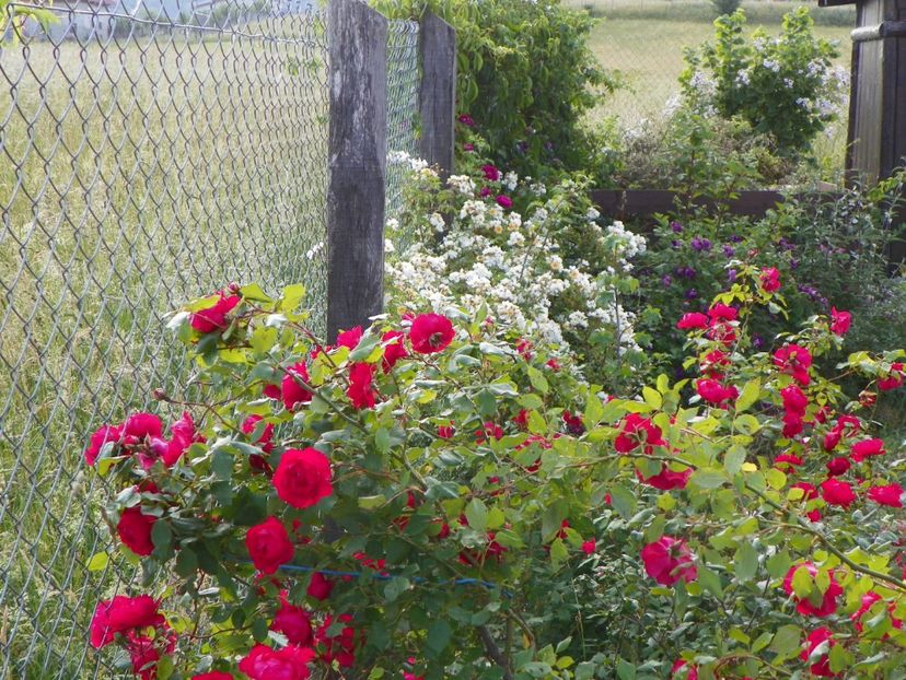 Blaze Superior si Helenae Semiplena - Trandafiri 2018 2