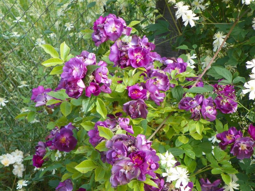 Chewbluemore - Trandafiri 2018 2