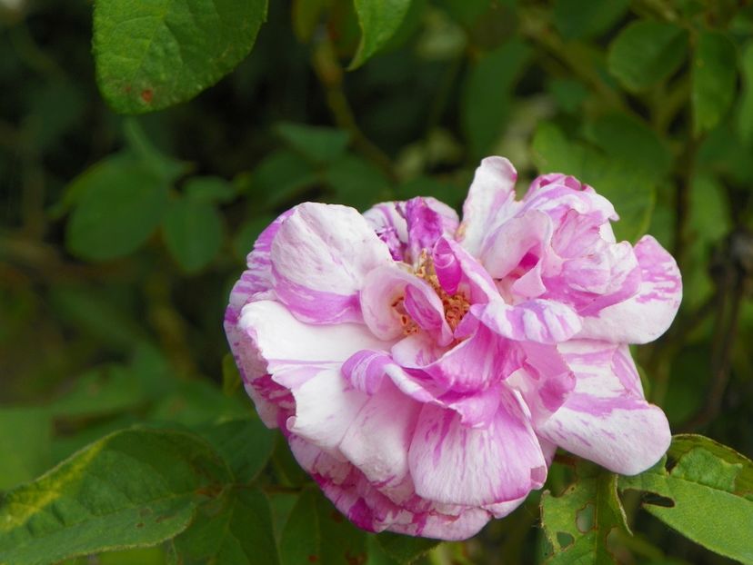 Georges Vibert - Trandafiri 2018 2