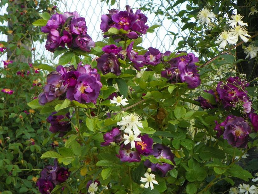 Chewbluemore - Trandafiri 2018 2