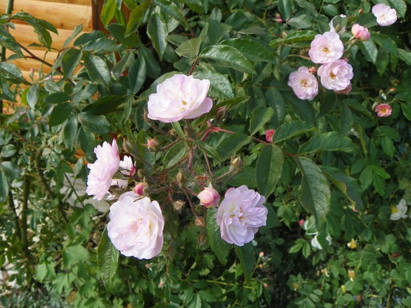 Dentelle de Malines - Trandafiri 2018 2