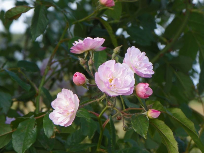 Dentelle de Malines - Trandafiri 2018 2