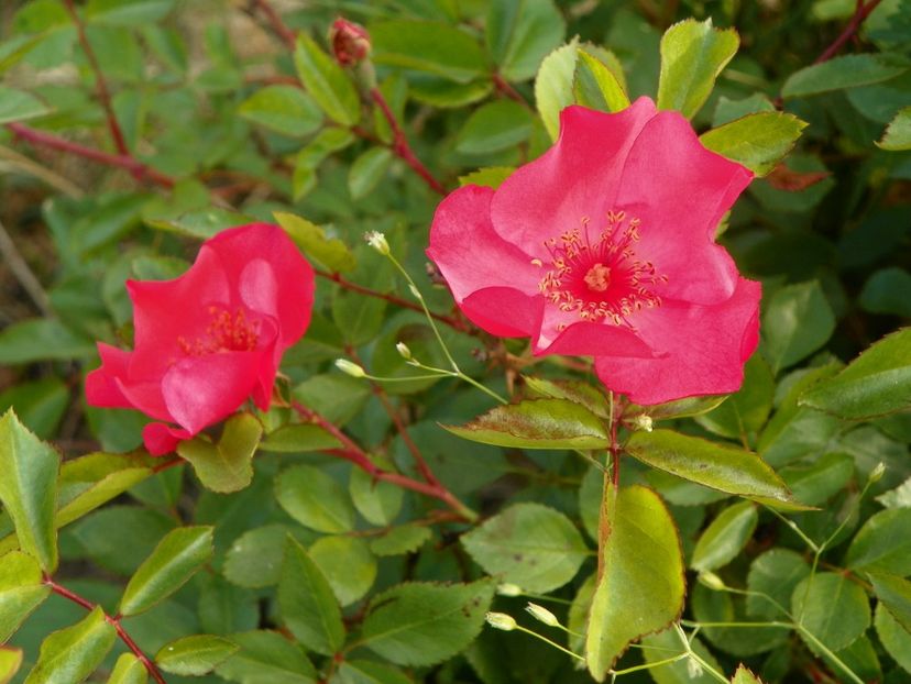 Douceur Normande - Trandafiri 2018 2