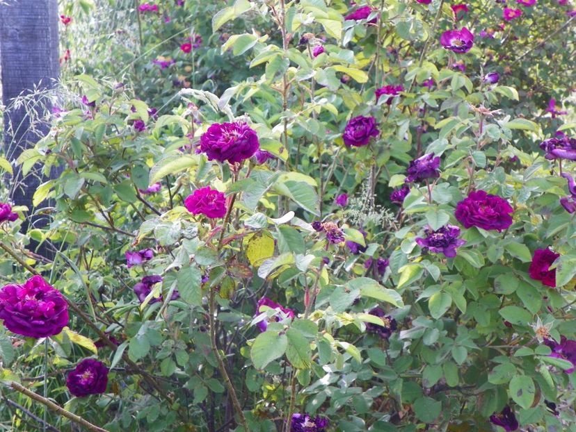 Tuscany - Trandafiri 2018 2