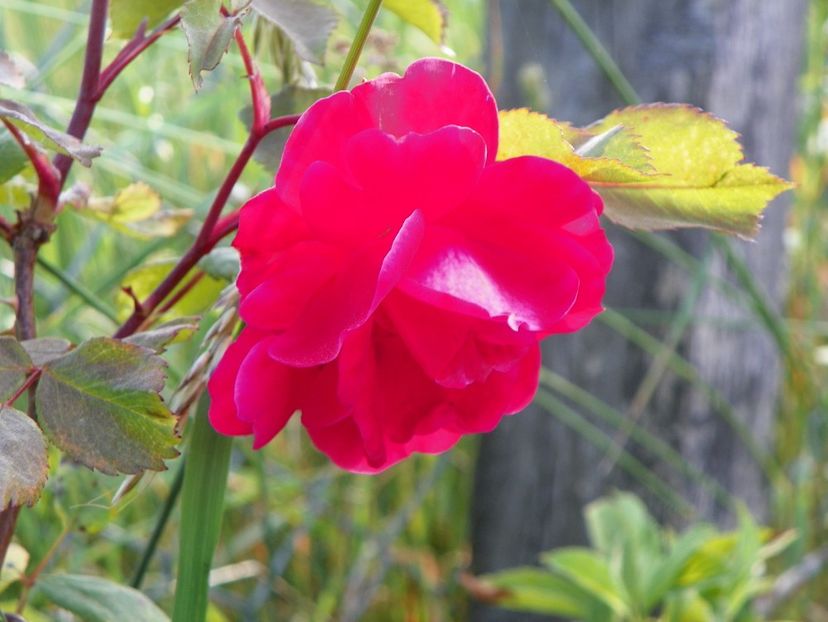 Alexander MacKenzie - Trandafiri 2018 2