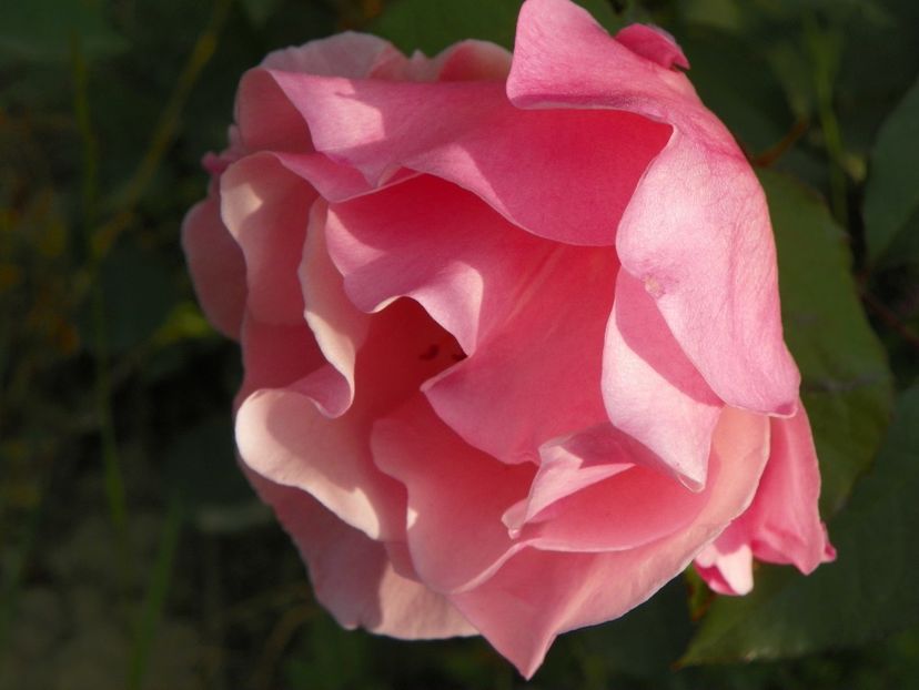 Meg - Trandafiri 2018 2