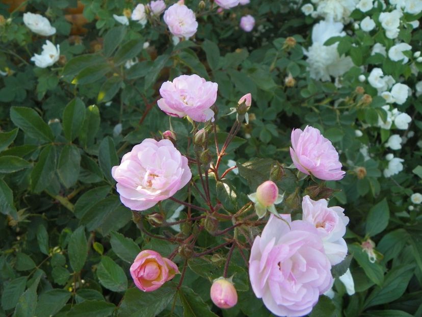 Dentelle de Malines - Trandafiri 2018 2