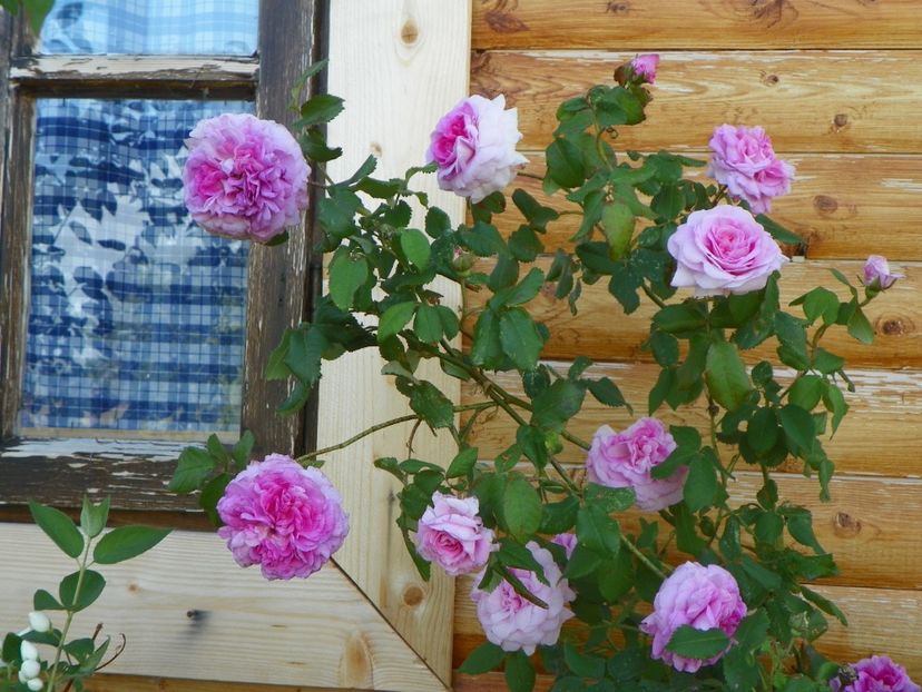 Belle sans Flatterie - Trandafiri 2018 2