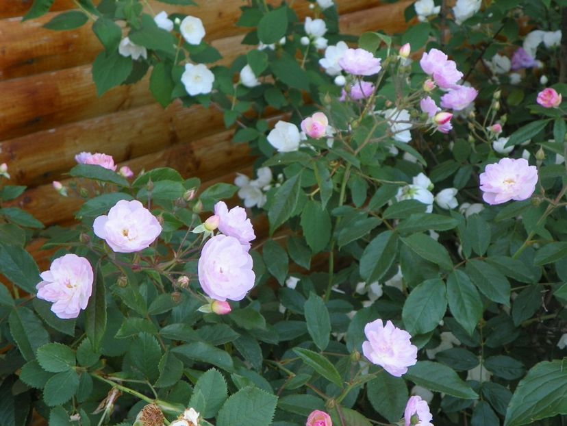 Dentelle de Malines - Trandafiri 2018 2