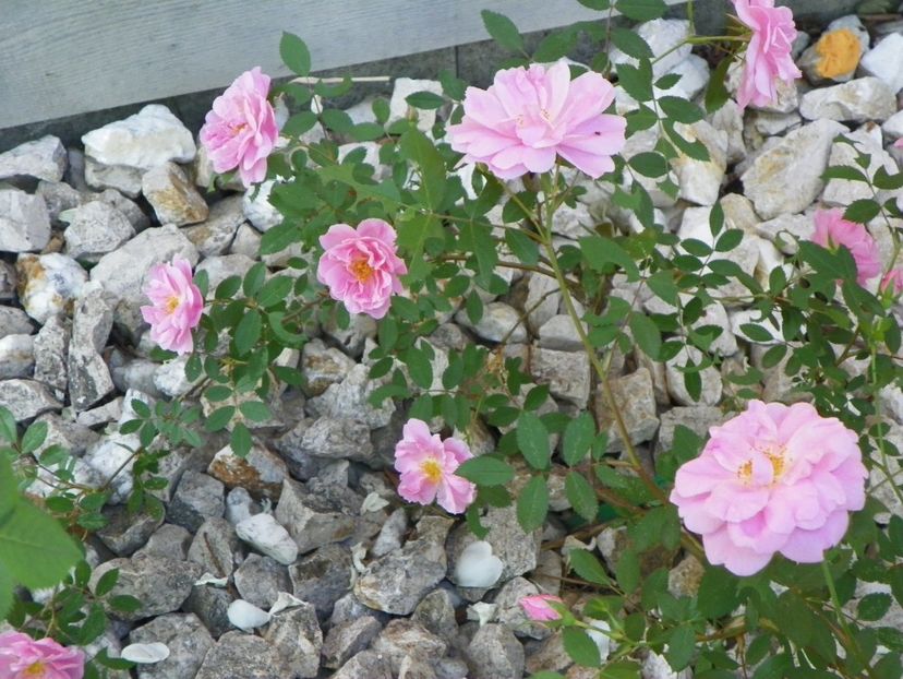 John Davis - Trandafiri 2018 2