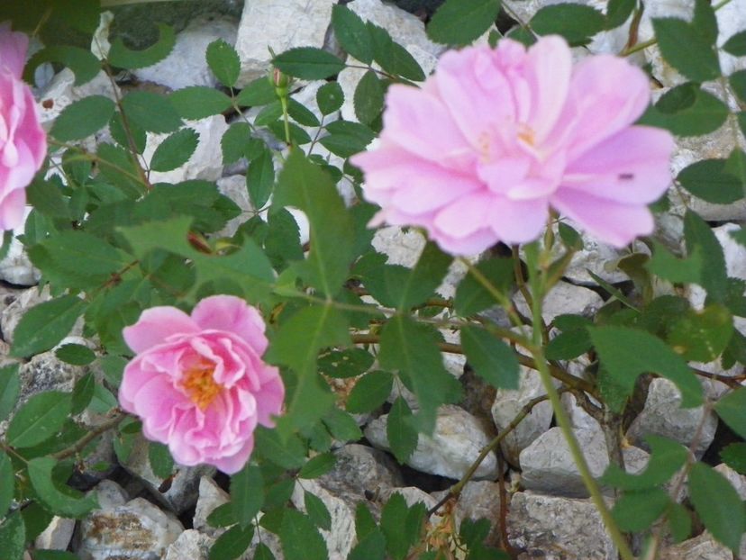 John Davis - Trandafiri 2018 2