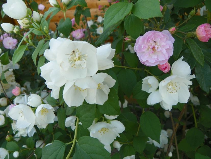 philadelphus Snowbelle - Dobarland 2018 2