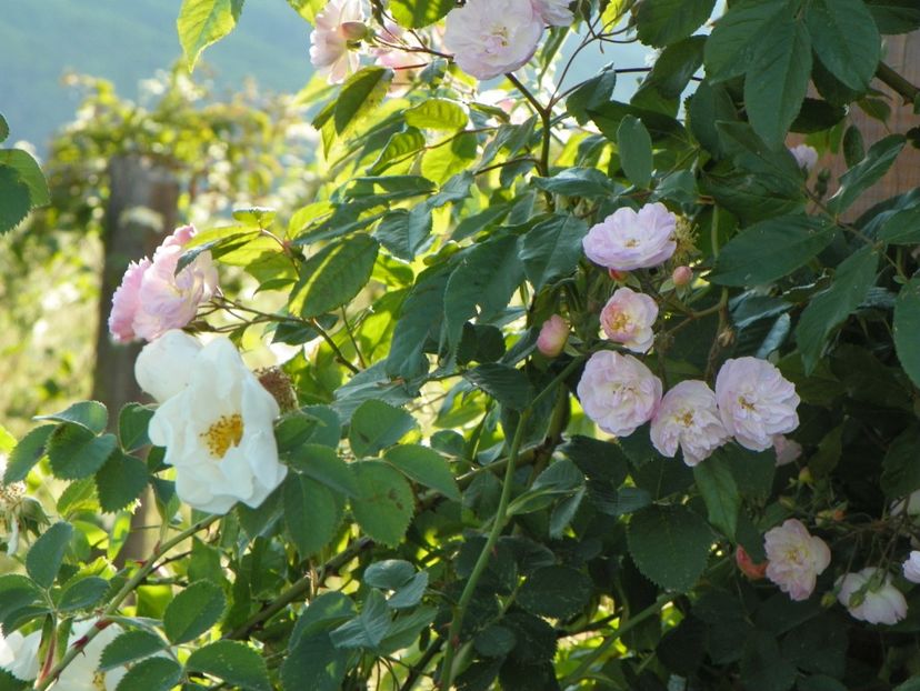 Dentelle de Malines si Alba Semiplena - Trandafiri 2018 2