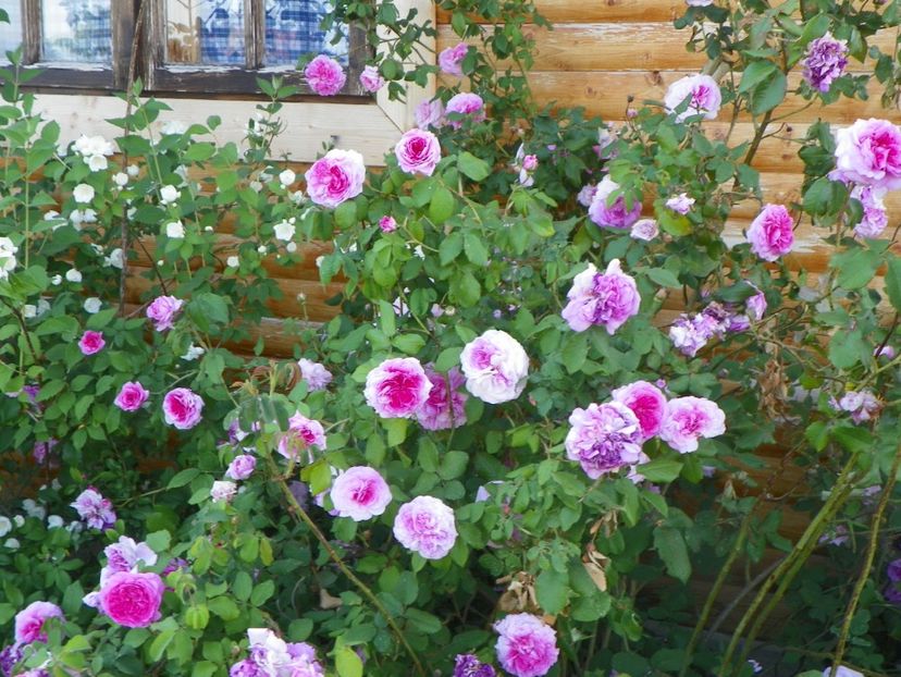 Belle sans Flatterie - Trandafiri 2018 2