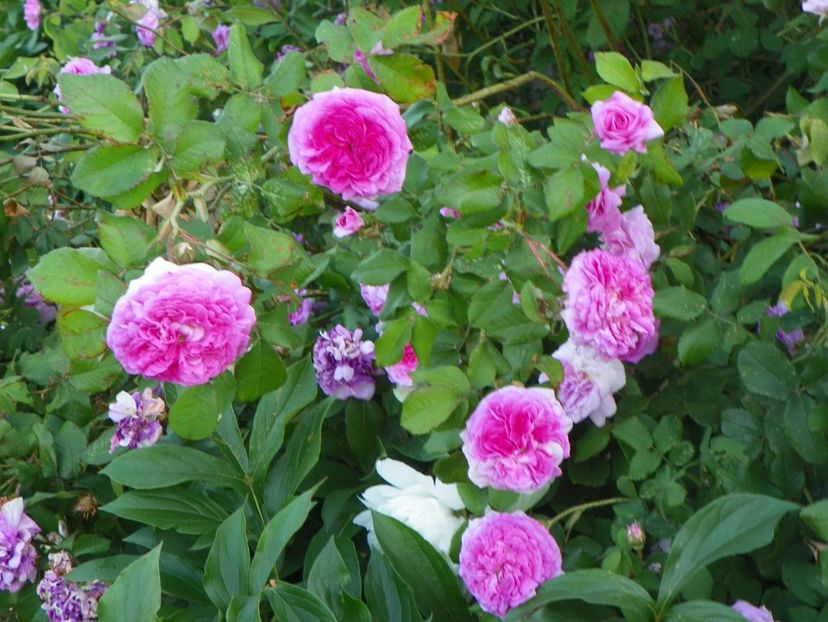 Belle sans Flatterie - Trandafiri 2018 2