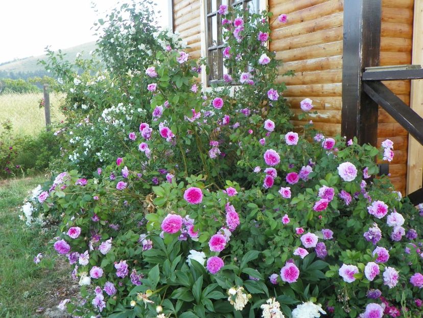 Belle sans Flatterie - Trandafiri 2018 2