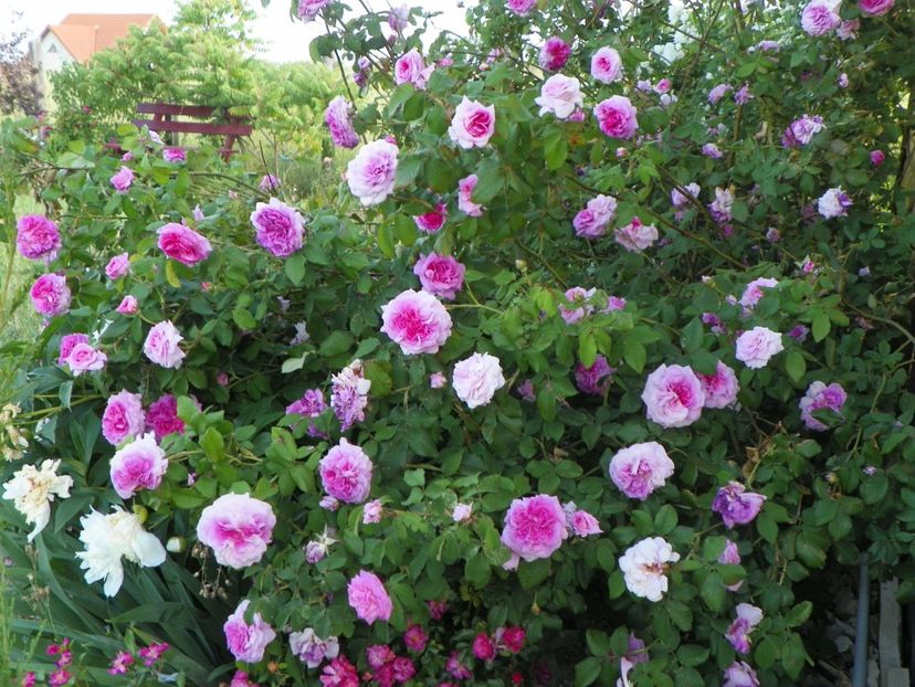 Belle sans Flatterie - Trandafiri 2018 2