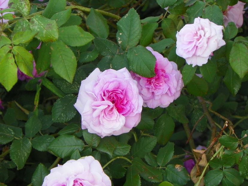 Belle sans Flatterie - Trandafiri 2018 2