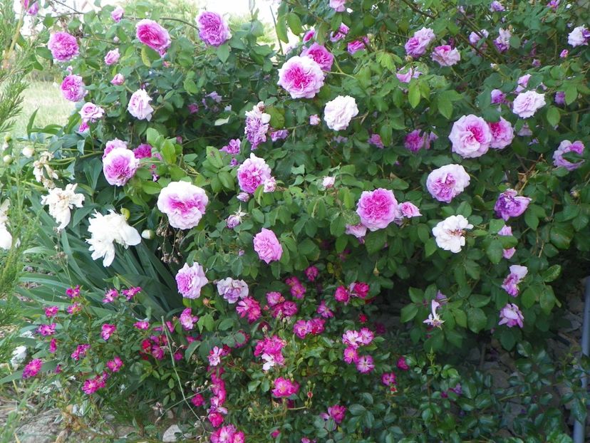 Belle sans Flatterie si Yesterday - Trandafiri 2018 2