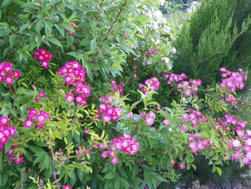 Maria Lisa - Trandafiri 2018 2