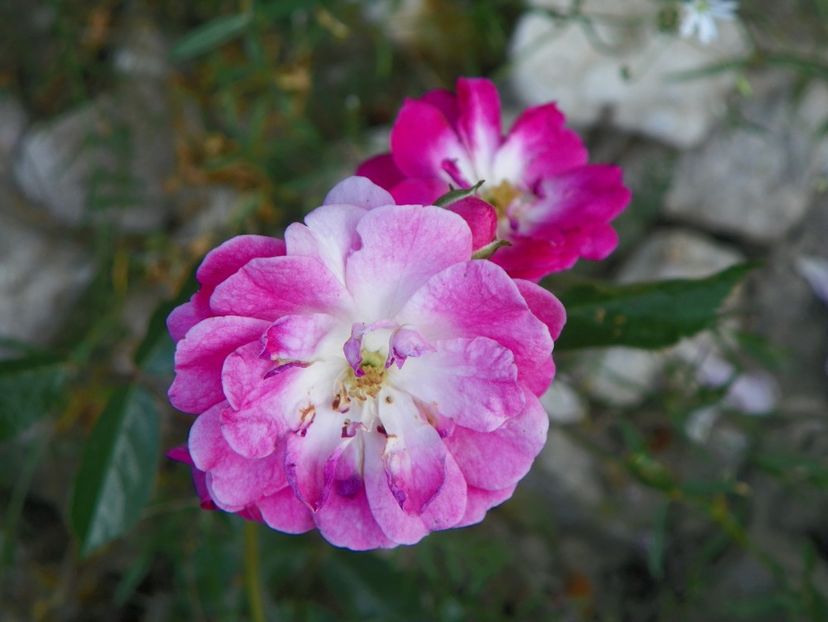 Greetings - Trandafiri 2018 2