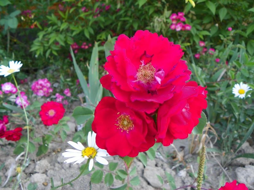 Champlain - Trandafiri 2018 2