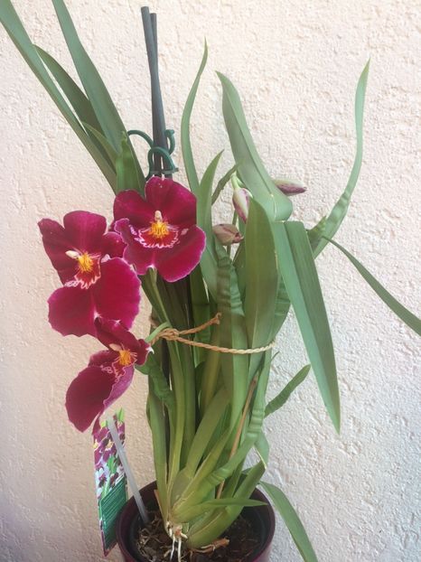 4.06.2018 - 9-Orchideele mele