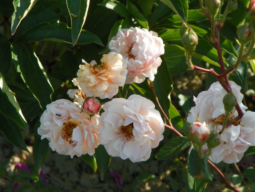 Cornelia - Trandafiri 2018 2