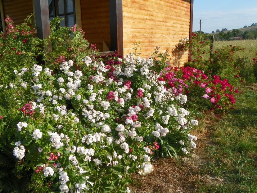 Perennial Blush - Trandafiri 2018 2