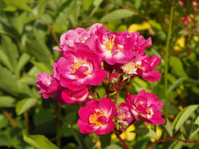 Robin Hood - Trandafiri 2018 2