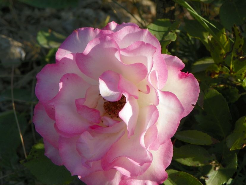 Bordure Rose - Trandafiri 2018 2