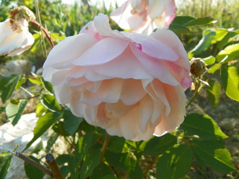 Gruss an Aachen - Trandafiri 2018 2