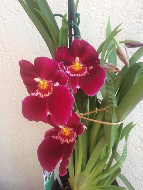 Miltonia - 9-Orchideele mele