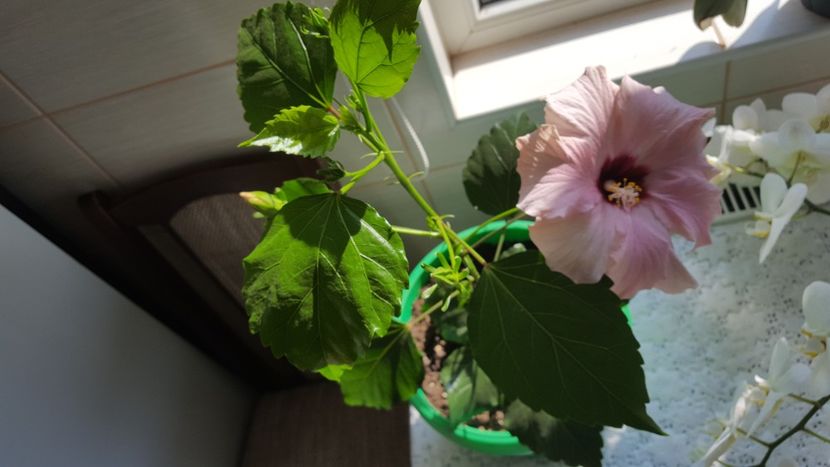  - Hibiscus roz batut 2020