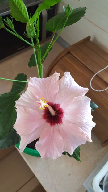  - Hibiscus roz batut 2020
