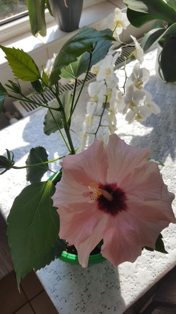  - Hibiscus roz batut 2020