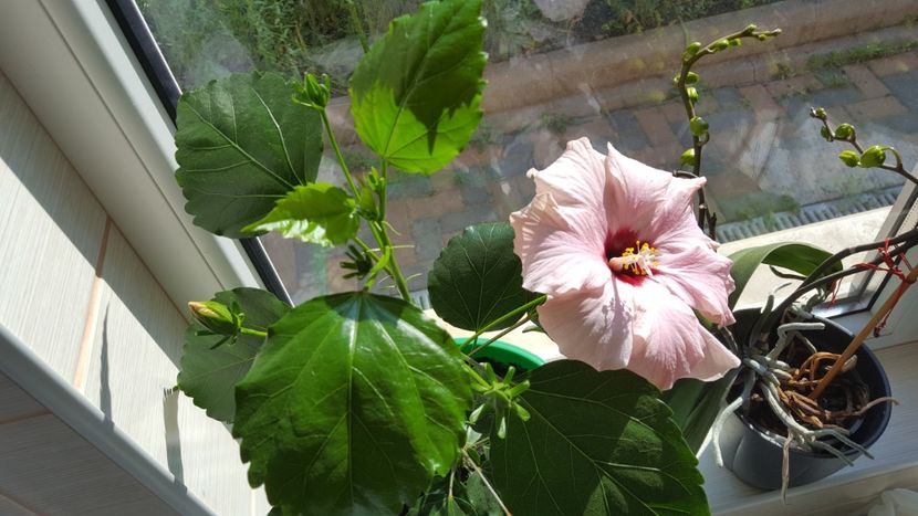  - Hibiscus roz batut 2020