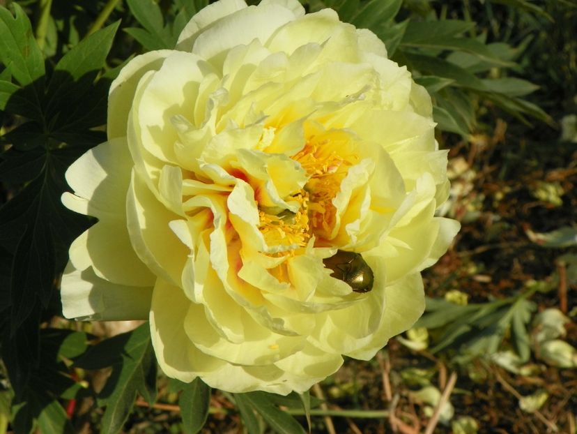 Bartzella - Irisi si bujori 2018