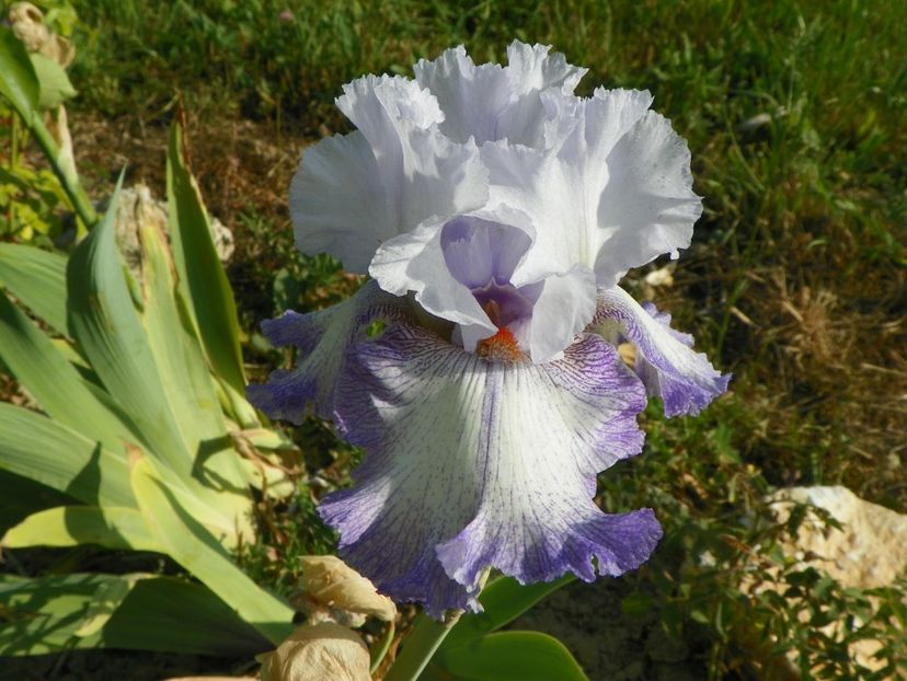 Acoma - Irisi si bujori 2018