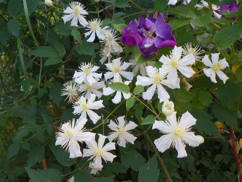 Clematis Summer Snow - Dobarland 2018 2
