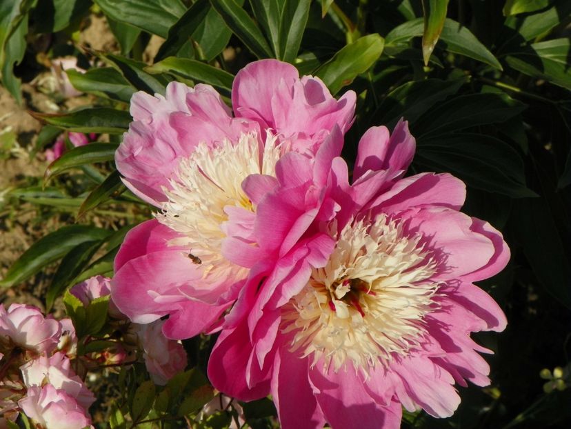 Bowl of Beauty - Irisi si bujori 2018